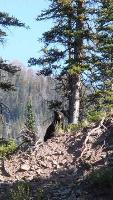 black bear in the Tobacco Root Mountains